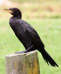 black shag